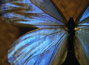 blue-morpho-butterfly-518617-ga blue-morpho-butterfly-518617-ga