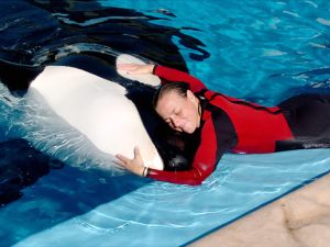 SeaWorld Death